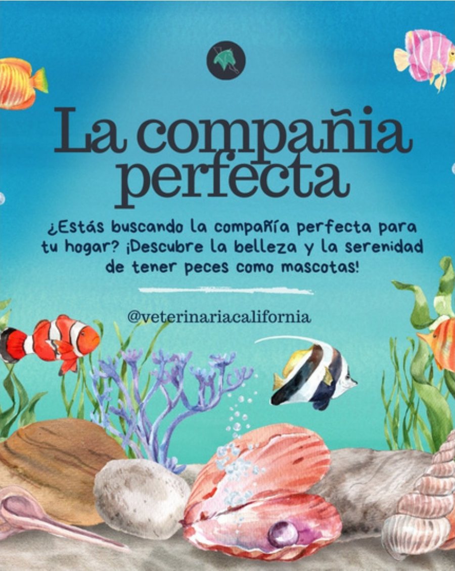 Social post titled La compañía perfecta, about keeping fish as pets, with watercolor fish and shells